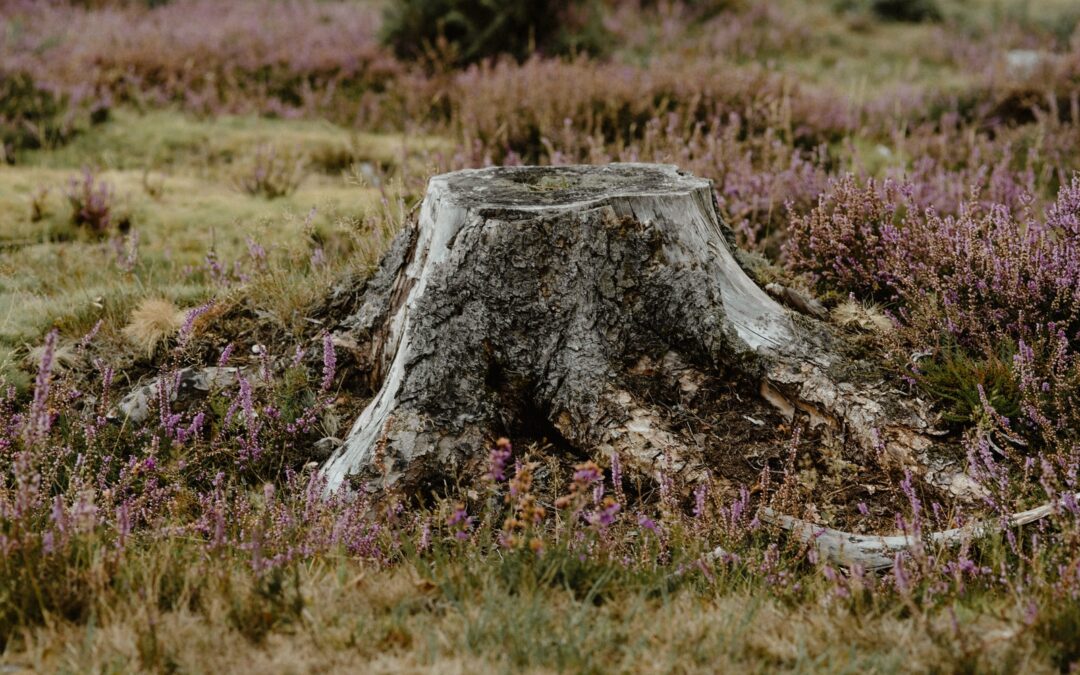 Which is Better: Stump Grinding or Stump Removal?