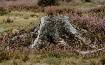 Which is Better: Stump Grinding or Stump Removal?