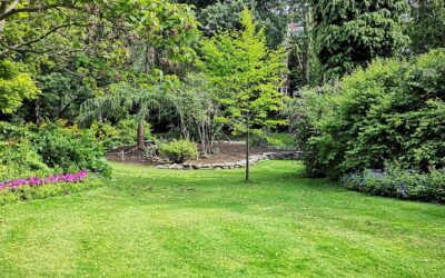 Making Your Lawn Weed Free