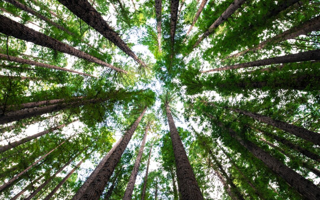 Summer Tree Care