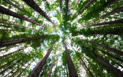 Summer Tree Care