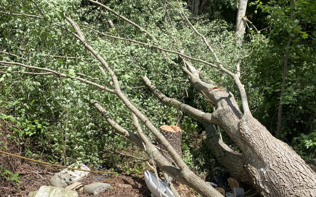 Tree Removal Can Be Tricky Business