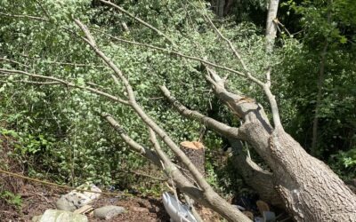 Tree Removal Can Be Tricky Business