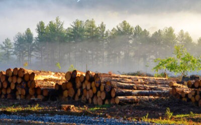 The Benefits of Logging for Landowners