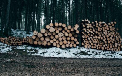 Working with Justin Dugan’s Logging: Questions Landowners and Developers May Have